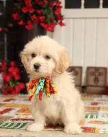 Nimbus, a male Bichon Frise and Shichon for sale in Carrollton, MO – 8 of 8