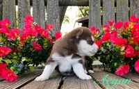 Akc Aegon, a male Siberian Husky for sale in Carrollton, MO – 2 of 6