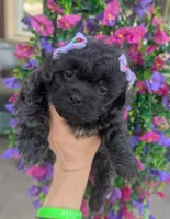 Lavender , a female Bichon Frise and Shichon for sale in Carrollton, MO – 7 of 10