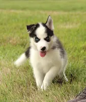 Akc Naga, a female Siberian Husky for sale in Carrollton, MO – 5 of 9