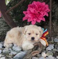 Bobble, a male Bichon Frise and Shichon for sale in Carrollton, MO – 3 of 10