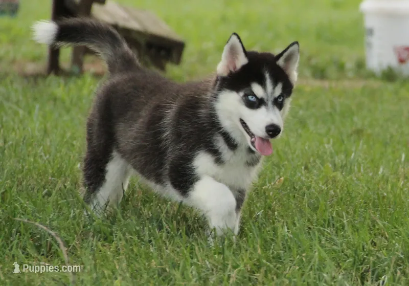 Akc Voodoo – Siberian Husky puppy for sale in Carrollton, MO