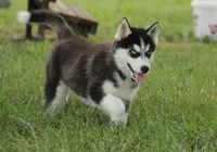 Akc Voodoo, a male Siberian Husky for sale in Carrollton, MO – 3 of 8