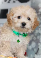 Helious, a male Shichon for sale in Carrollton, MO – 10 of 10