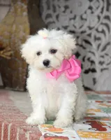Didi, a female Shichon for sale in Carrollton, MO – 5 of 10