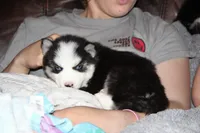 Akc Vader, a male Siberian Husky for sale in Carrollton, MO – 6 of 10