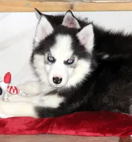 Akc Wookie, a male Siberian Husky for sale in Carrollton, MO – 6 of 10