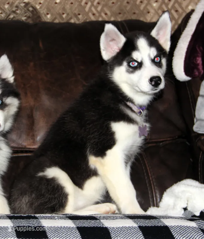 Akc Vivi, a female Siberian Husky for sale in Carrollton, MO – 1 of 8