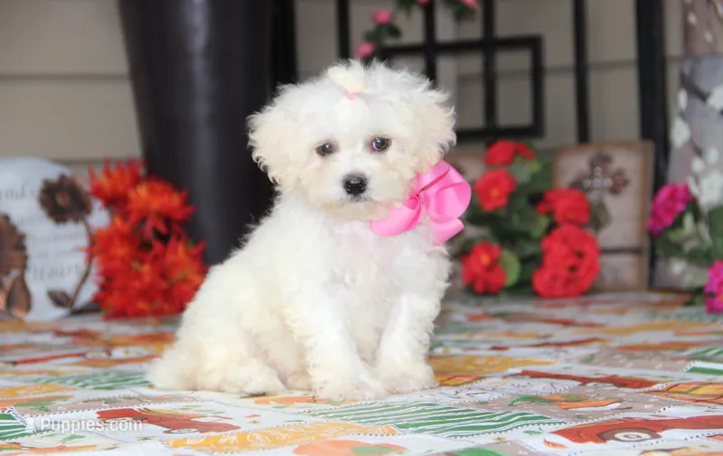 Didi – Bichon Frise, Shichon puppy for sale in Carrollton, MO