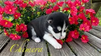 Akc Chimera , a female Siberian Husky for sale in Carrollton, MO – 4 of 6