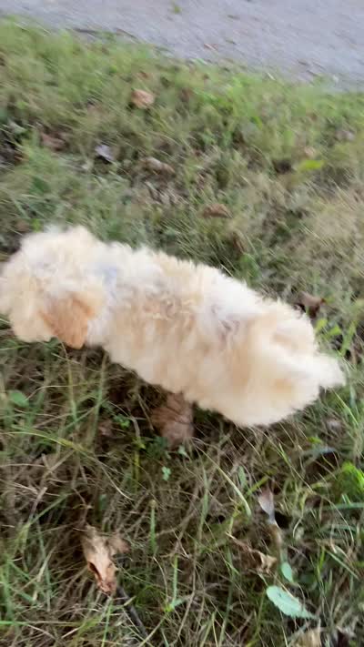 Zibo, a male Shichon for sale in Carrollton, MO – 10 of 10