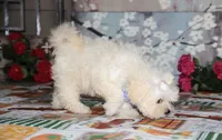 Emmy Lou, a female Shichon for sale in Carrollton, MO – 3 of 4