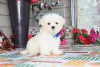 Najee, a male Shichon for sale in Carrollton, MO – 8 of 8