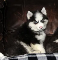 Akc Nero, a male Siberian Husky for sale in Carrollton, MO – 2 of 10
