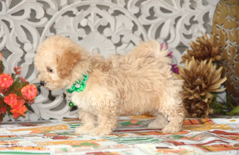 Helious – Bichon Frise, Shichon puppy for sale in Carrollton, MO