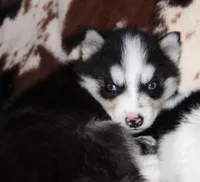 Akc Aero, a male Siberian Husky for sale in Carrollton, MO – 9 of 9