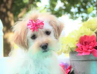 chantelle, a female Shichon for sale in Carrollton, MO – 3 of 10