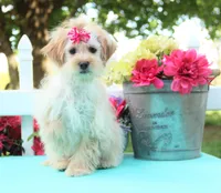 chantelle, a female Shichon for sale in Carrollton, MO – 4 of 10
