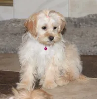 chantelle, a female Shichon for sale in Carrollton, MO – 9 of 10
