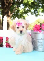 chantelle, a female Shichon for sale in Carrollton, MO – 1 of 10