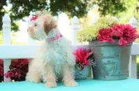 chantelle, a female Shichon for sale in Carrollton, MO – 10 of 10