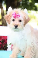 chantelle, a female Shichon for sale in Carrollton, MO – 2 of 10