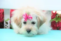 chantelle, a female Shichon for sale in Carrollton, MO – 7 of 10