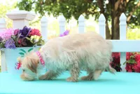 chantelle, a female Shichon for sale in Carrollton, MO – 8 of 10