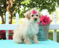 chantelle, a female Shichon for sale in Carrollton, MO – 6 of 10