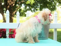 chantelle, a female Shichon for sale in Carrollton, MO – 5 of 10