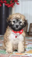 Yume, a male Bichon Frise and Shichon for sale in Carrollton, MO – 9 of 10