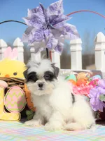 Thumper, a male Shichon for sale in Carrollton, MO – Photo 4 of 10