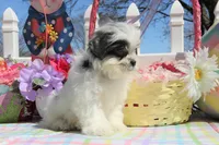 Thumper, a male Shichon for sale in Carrollton, MO – Photo 10 of 10