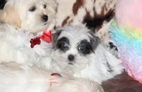 Thumper, a male Shichon for sale in Carrollton, MO – Photo 9 of 10