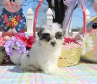 Thumper, a male Shichon for sale in Carrollton, MO – Photo 6 of 10