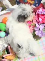 Thumper, a male Shichon for sale in Carrollton, MO – Photo 3 of 10