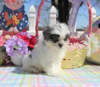 Thumper, a male Shichon for sale in Carrollton, MO – Photo 7 of 10