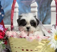 Thumper, a male Shichon for sale in Carrollton, MO – Photo 2 of 10