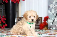 Helious, a male Shichon for sale in Carrollton, MO – 1 of 10