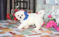 Najee, a male Shichon for sale in Carrollton, MO – 7 of 8