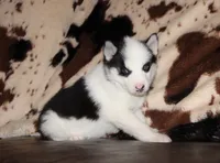 Akc Vivi, a female Siberian Husky for sale in Carrollton, MO – 4 of 10