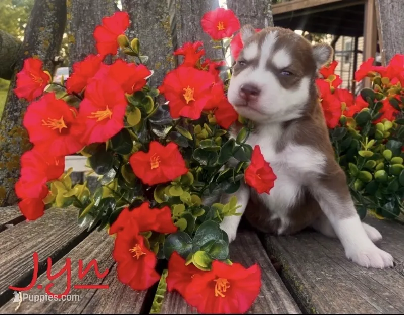 Akc Jyn – Siberian Husky puppy on hold in Carrollton, MO