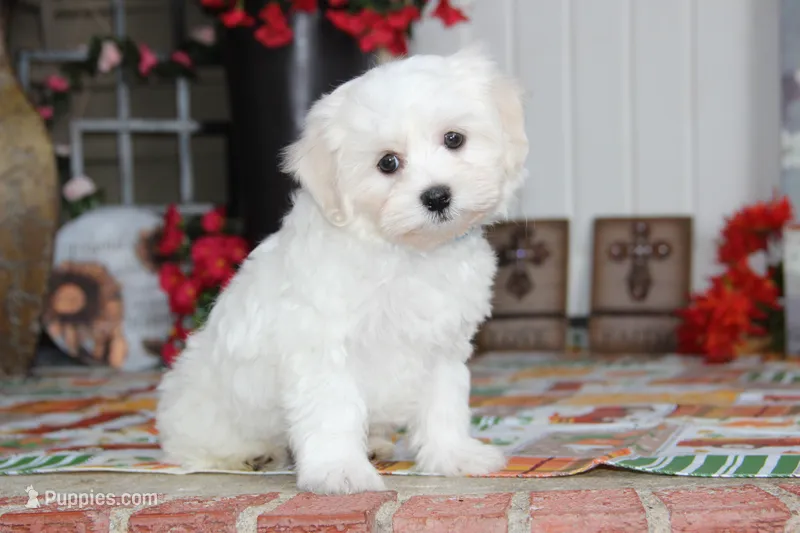 Cotton – Shichon puppy for sale in Carrollton, MO