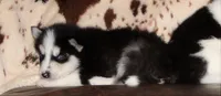Akc Aero, a male Siberian Husky for sale in Carrollton, MO – 6 of 9