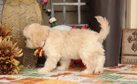 Nimbus, a male Bichon Frise and Shichon for sale in Carrollton, MO – 4 of 8