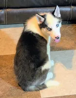 Vader, a male Siberian Husky for sale in Carrollton, MO – 7 of 10