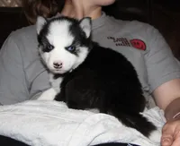 Akc Vader, a male Siberian Husky for sale in Carrollton, MO – 3 of 10