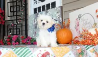Najee, a male Shichon for sale in Carrollton, MO – 6 of 8