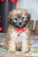 Yume, a male Bichon Frise and Shichon for sale in Carrollton, MO – 7 of 10