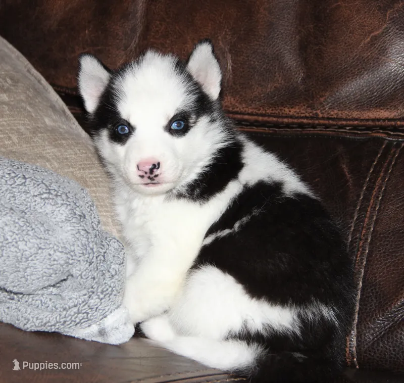 Akc Vivi – Siberian Husky puppy for sale in Carrollton, MO
